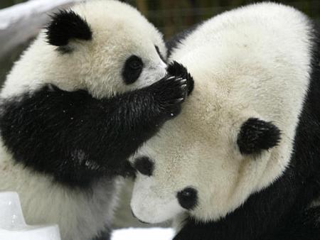 panda