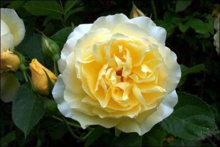 rose