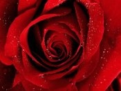 l'amour