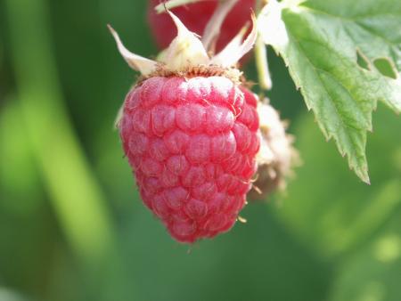 framboise