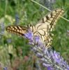 papillons