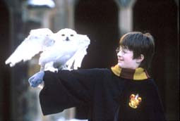 harry potter
