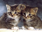 chatons