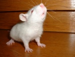 rat